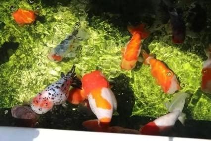 底層魚推薦|室外養魚、庭院養魚，可以選擇什麼品種的觀賞魚？